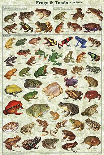 Жаби, крастави жаби на света, Обучение плакат с таблици за практикуване на Естествознанием, Печат на Плакат 24x36